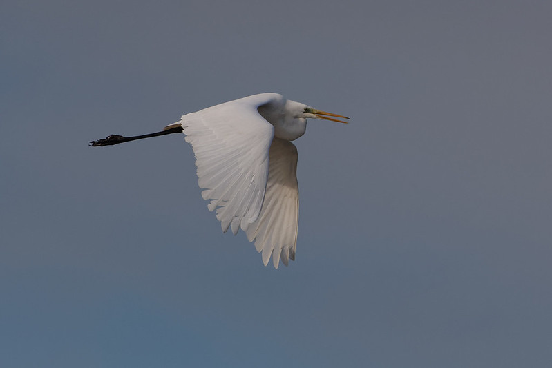 Grande aigrette.jpg